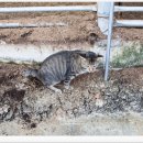 말무리염소농장 이미지