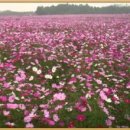 코스모스여화 이미지