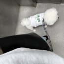 댕댕이 보호구역 이미지