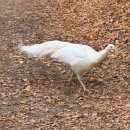 가춘천 | 가평 가볼만한 곳 춘천 남이섬 가는 방법 방문 후기