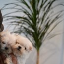 미스터앤 미세스멍 원주점 이미지