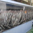 칠성장어 이미지