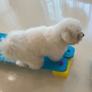 펫슨조이 이미지