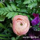 플로르델디아;오늘의꽃