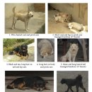 중국 남부 개들의 광범위한 표현형 다양성 이미지