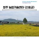 청주시농업기술센터 | 청주 농업기술센터 유채꽃 이팝나무 5월 봄 풍경 산책길 추천 명소