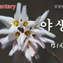 [꽃 이야기 169회] 전세계에서 한국에만 있는 - 미선나무 이미지