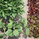 이재용농장 이미지