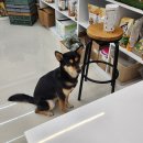 패러그린 대연점 | [부산/햄스터분양] 부산 햄스터분양을 원한다면 &#39;패러그린 대연점&#39; + 내돈내산 분양후기