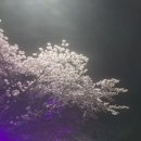니지텐 | 4월1일 통영 여행 필수 코스! 봉수골 벚꽃 터널 개화 상태! 즐기는 감성 산책과 니지텐 후기