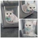 댕냥이살롱 이미지