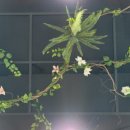 장수조경 이미지