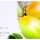 광양매실생산자단체