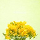 후리지아 이미지