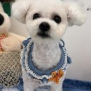 뽀송뽀송 애견미용 이미지