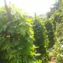 황금돼지농장 이미지