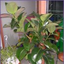 고무나무 (Rubber Tree)