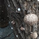 신석농장 이미지