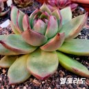 엘도라도 이미지