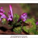 야생화단지 이미지