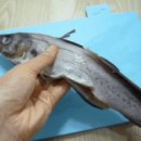 엄마코다리