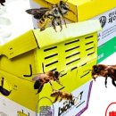 수정벌마야 이미지