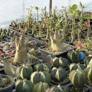 성지농원 | 요즘 핫한 다육이 성지! 환성농원 방문 후기