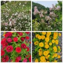 [괴산 시설 좋은 숙소] 성불산 자연휴양림(성불산 산림휴양단지) 숲속의 집 낙영산 3박 4일 이용후기...