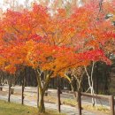 북봉산(다봉산)_숲길(등산)1코스 | 전국 길(둘레길) 관광정보 현황(경상북도)