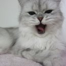 단비솜사탕