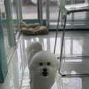 비숑다움 이미지