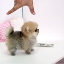 정퍼피클럽 이미지