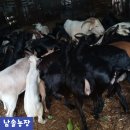 남솔농장 네이버블로그