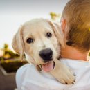 도그야 놀자 이미지