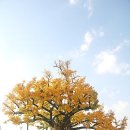 은행나무어린이집 이미지