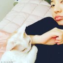 써니펫 이미지