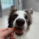 꼬숩당개 이미지