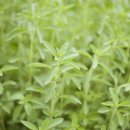 허브이야기 이미지