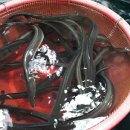 삼천포 용궁수산시장#8 이미지