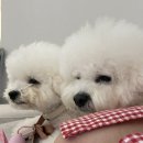 재진 | 이뽀곰이 라퓨클레르 재진 후기