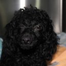 송림동물병원 이미지