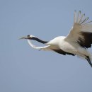 두루미202 이미지