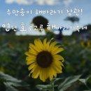 꽃이있는풍경 | 연천 호로고루 해바라기축제 - 수만송이 해바라기꽃이 만든 가을 풍경