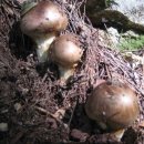 송이펜션 이미지