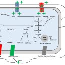 Re: 락토바실러스 박테리아가 생성하는 외부다당류 EPS 2021년 이미지