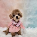 복이네 애견 미용 이미지