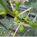 천우농장 이미지