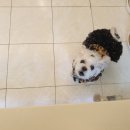 살랑애견미용실 이미지