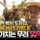 45년동안 다년생 도라지연구로 연매출 50억 신화를 일궈낸 부자 | #다시보는힘내라한국농업 [2008] 목포MBC 구독자 14.7만명 이미지