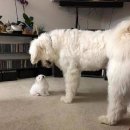 뽀시래기 이미지